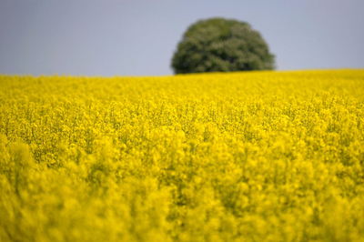 一面の菜の花、黄色いじゅうたん スイス