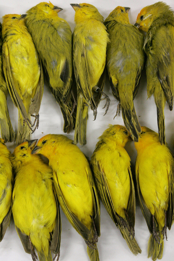 ブラジルの空港でカナリア200羽密輸容疑の男を逮捕