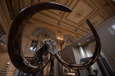 マンモスの巨大骨格標本、7300万円で落札 仏