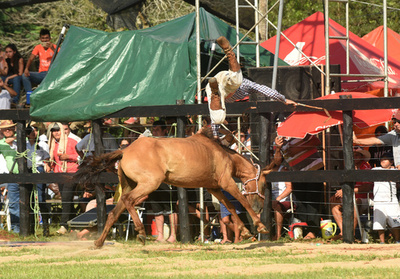 【今日の1枚】馬上に舞う