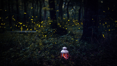 ホタルの群舞、南京
