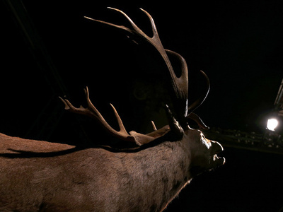 地球温暖化、カリブーの繁殖に影響 グリーンランド