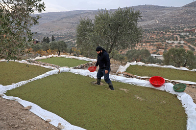 餌代に苦しむシリアの畜産農家、東南アジアの水草が力に
