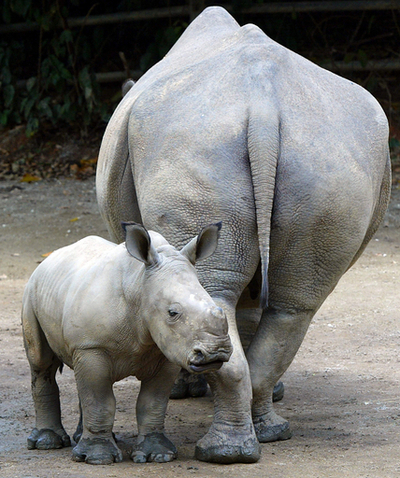 ザンビアに生存する最後のシロサイ2頭を密猟者が襲撃、1頭が死亡