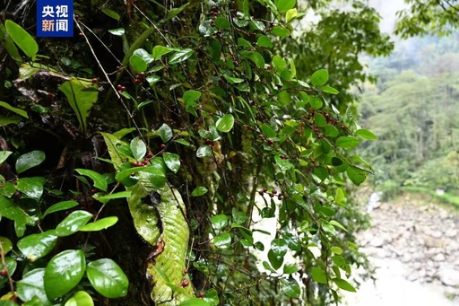中国雲南省高黎貢山独竜江地域で初めて墨脱榕を発見