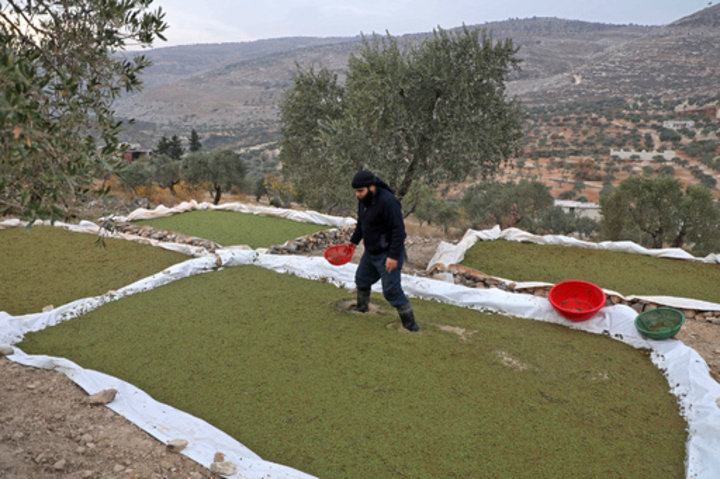 餌代に苦しむシリアの畜産農家、東南アジアの水草が力に