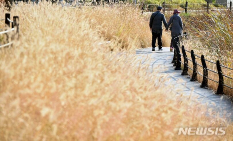 大邱市寿城区（テグシ スソング）で、黄色く染まったスクリョン公園の道を歩きながら散歩する老夫婦が(c)NEWSIS
