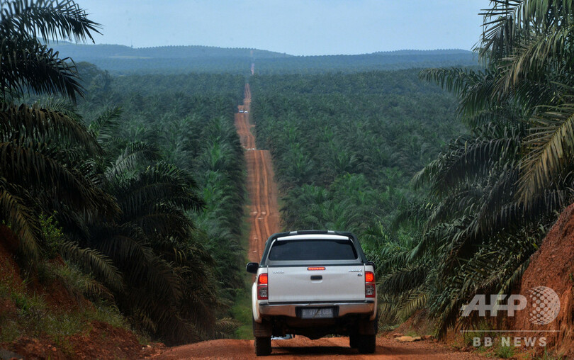 「森林を失った森」
