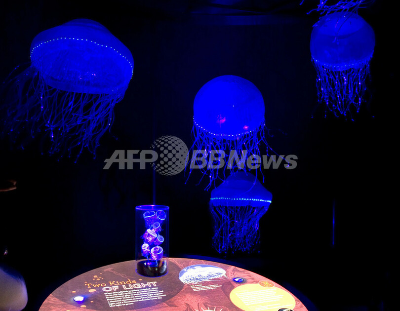 「光の生き物たち」展、米自然史博物館で開催