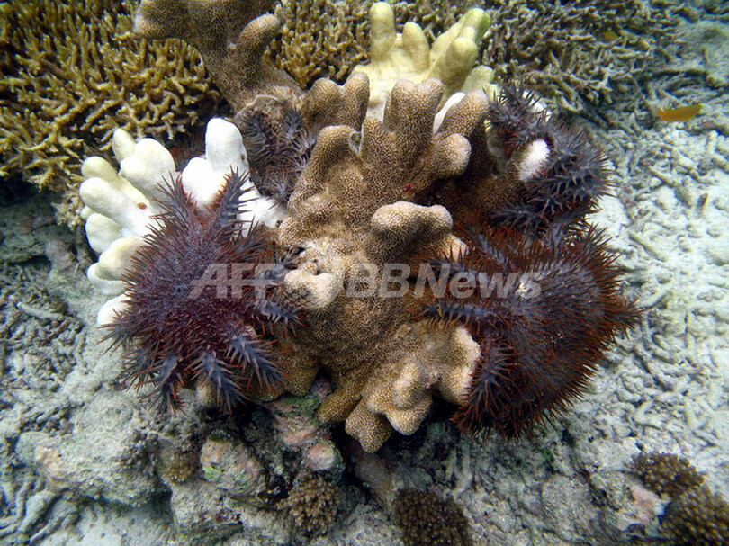サンゴの楽園・コーラルトライアングルが危機に、オニヒトデが大増殖