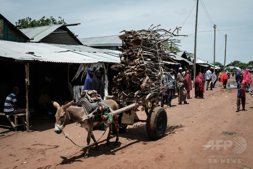 欠陥 と侮辱 仏寄付のロバ10頭にブルンジ政府激怒 写真1枚 国際ニュース Afpbb News