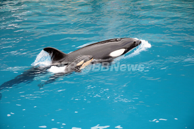 シャチの出産の瞬間とらえた写真、仏水族館が公開
