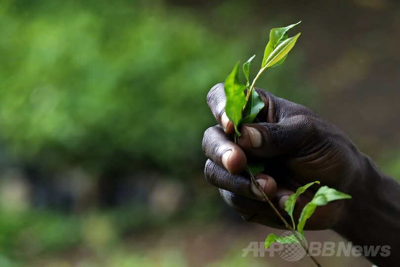 古代の欧州人は 浅黒い肌に青い瞳 だった Dna解析で判明 写真1枚 国際ニュース Afpbb News