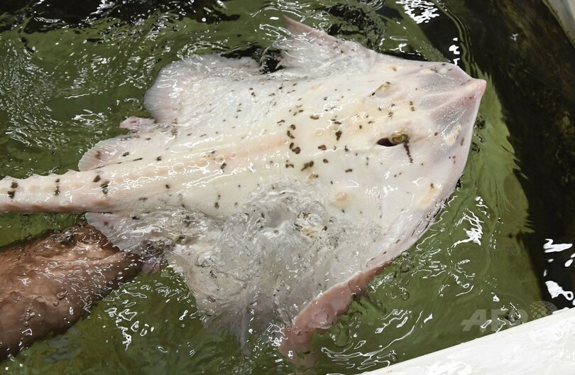 アルビノのエイ、漁師の網にかかる 今は仏水族館で飼育