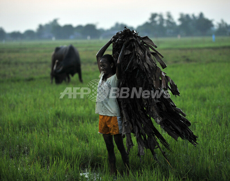 「泥の人」、洗礼者ヨハネ称えるフィリピンの儀式