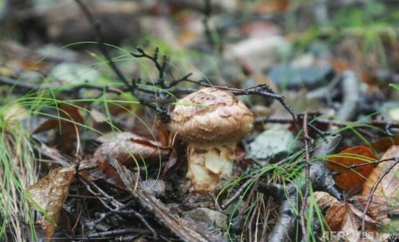 吉林省・延辺産マツタケ、48時間で日韓へ空輸　海外で需要拡大
