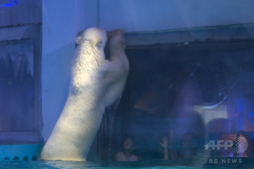 中国の「世界一悲しいホッキョクグマ」 各国で怒りの声続く