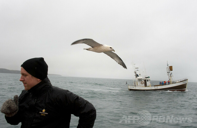 クジラ肉原料ビール 製造禁止に アイスランド 写真1枚 国際ニュース Afpbb News