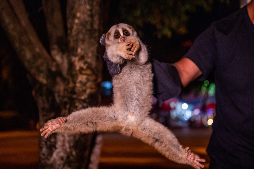 国家一級保護動物のベンガルスローロリス 夜の町に出現 雲南省 写真8枚 国際ニュース Afpbb News