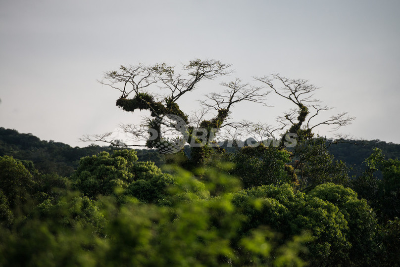 アマゾン熱帯雨林の樹木、数種類の樹木が大半を占める アマゾン熱帯雨林の樹木、数種類の樹木が大半を占める