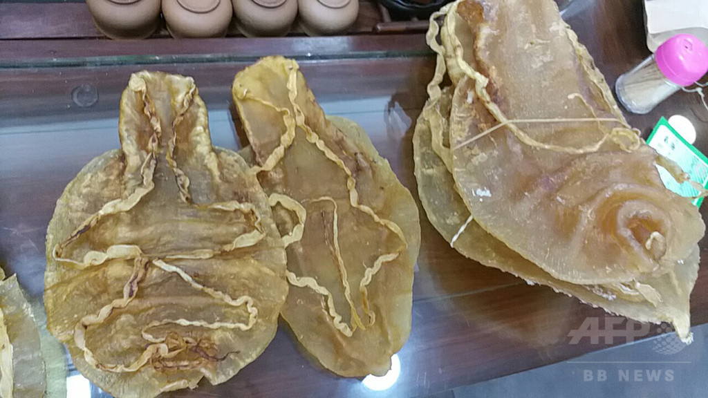「海のコカイン」、絶滅危惧種の高級魚密輸で中国人逮捕 メキシコ 「海のコカイン」、絶滅危惧種の高級魚密輸で中国人逮捕 メキシコ