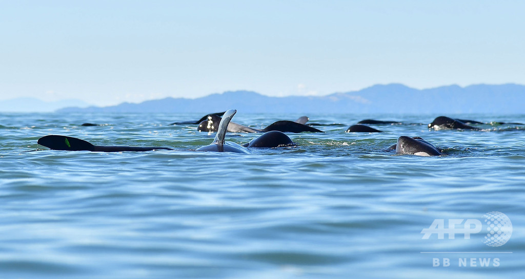 NZでまたクジラ大量死、海水温上昇が関連か NZでまたクジラ大量死、海水温上昇が関連か