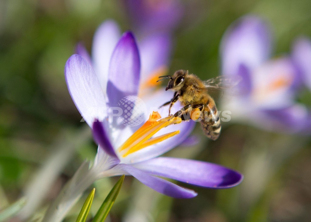 カフェインでミツバチの記憶力アップ 花粉媒介能力も向上 英研究 写真1枚 国際ニュース Afpbb News