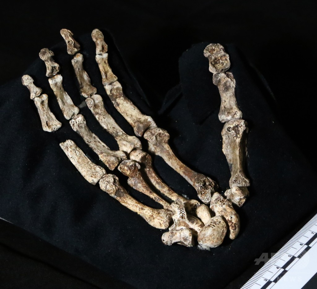 国際ニュース：AFPBB News新種のヒト属の化石、南アの洞窟で発見