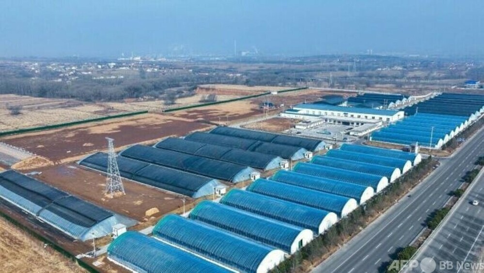 山西襄垣県のブランド戦略、スマートビニールハウスでシイタケ栽培・中国