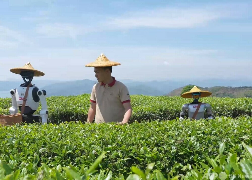 中国製人型ロボットが初めて茶摘みに挑戦