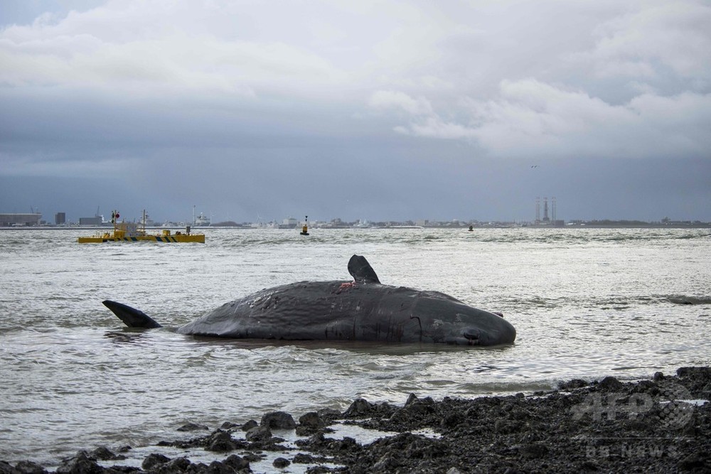 マッコウクジラ7頭、オランダ海岸に打ち上げられる 写真5枚 国際 