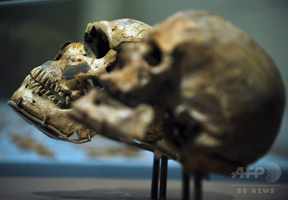 40万年前の頭蓋骨、ネアンデルタール人の祖先なのか 写真1枚 国際