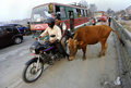 ネパールの首都カトマンズ（Kathmandu）で、路上をうろつくウシ（2013年4月2日撮影）。(c)AFP/Prakash MATHEMA