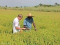 シエラレオネで現地研修生に害虫の識別と予防の現場研修を行っている中国の稲作専門家（撮影日不明、資料写真）。(c)PeopleʼsDaily/李友良