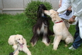 韓国のソウル大学（Seoul National University）で、クローン犬のアフガンハウンドの雌2匹とじゃれ合う世界初のクローン犬「スナッピー（Snuppy）」（中央、2008年9月4日撮影）。(c)AFP/Seoul National University