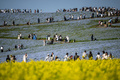 茨城県ひたちなか市の国営ひたち海浜公園で、ネモフィラの咲く丘を歩く人々（2025年5月3日撮影）。(c)Philip FONG / AFP