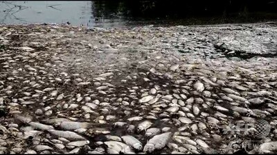 動画 ギリシャの湖で魚が大量死 干ばつによる水位低下が原因 写真1枚 国際ニュース Afpbb News