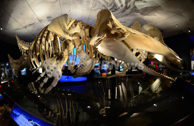 青い海の中の二頭のクジラ 大型ヴィンテージ ステンドグラス アメリカ自然史博物館 クジラの特別展、アメリカ自然史博物館で23日から ニューヨーク 写真15