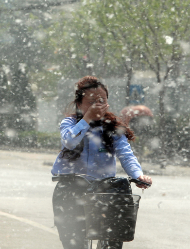 北京市、花粉対策でポプラの｢性転換｣試みる