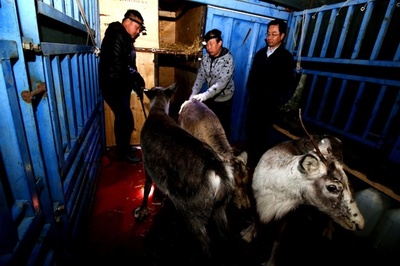 トナカイ33頭が内モンゴルに到着 中国最大の繁殖センター建設へ加速