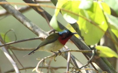 体重わずか5.7グラム、「中国最小の鳥」姿現す