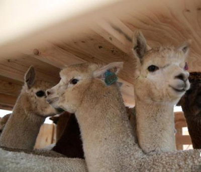 アルパカ800頭が空路、オーストラリアから中国・蘭州へ