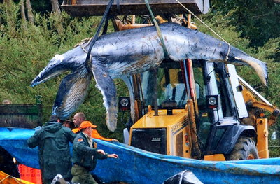 迷子の赤ちゃんクジラ、衰弱のため安楽死