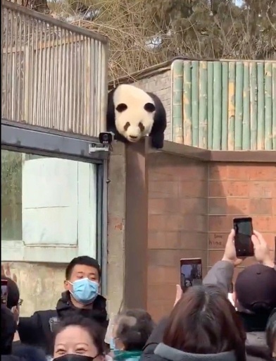 「脱獄」で人気絶頂！米から帰国のパンダ「ヤーヤー」の新しい隣人とは？