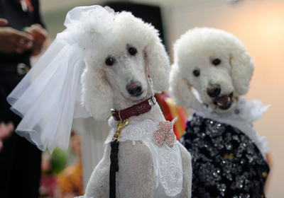 ワンちゃんの結婚式、台北ペットショー