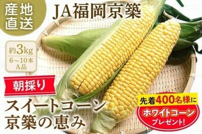 朝採り･当日発送で届ける甘みあふれる初夏の味覚！福岡県産スイートコーン京築の恵みをJAﾀｳﾝで予約販売開始