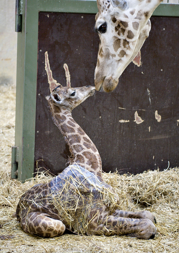 生まれたてホヤホヤ、キリンの赤ちゃん