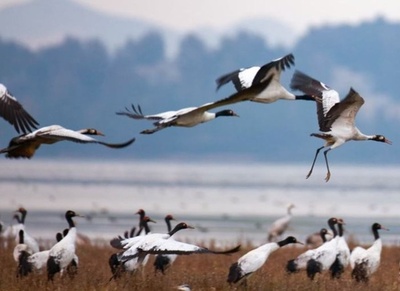 中国でオグロヅルが1万6000羽に、パンダとキンシコウに並ぶ三大国宝