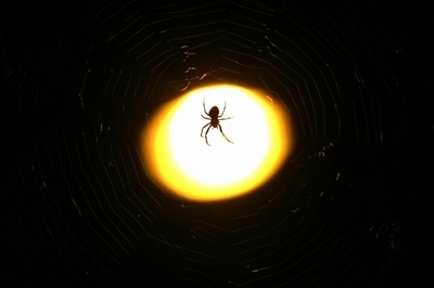 街灯は生態系を混乱させる、昆虫の個体群研究