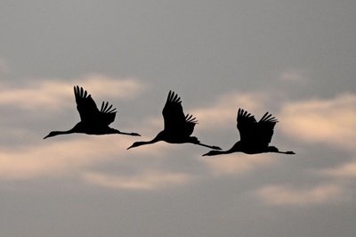 【今日の1枚】夕空に浮かぶツルのシルエット ポーランド